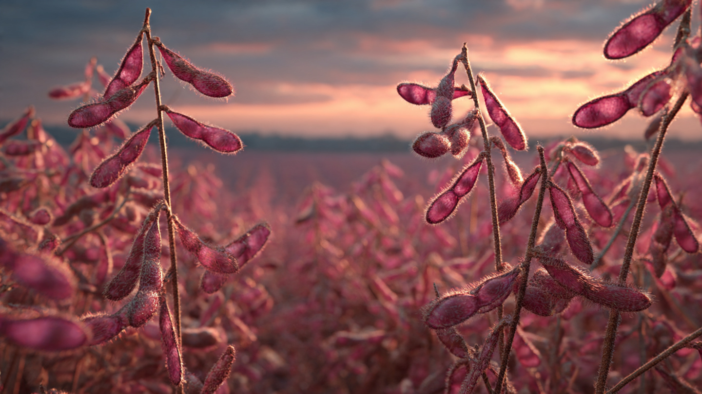 Pink-hued soybeans in a field at golden hour, symbolizing molecular farming's fusion of agriculture and biotechnology