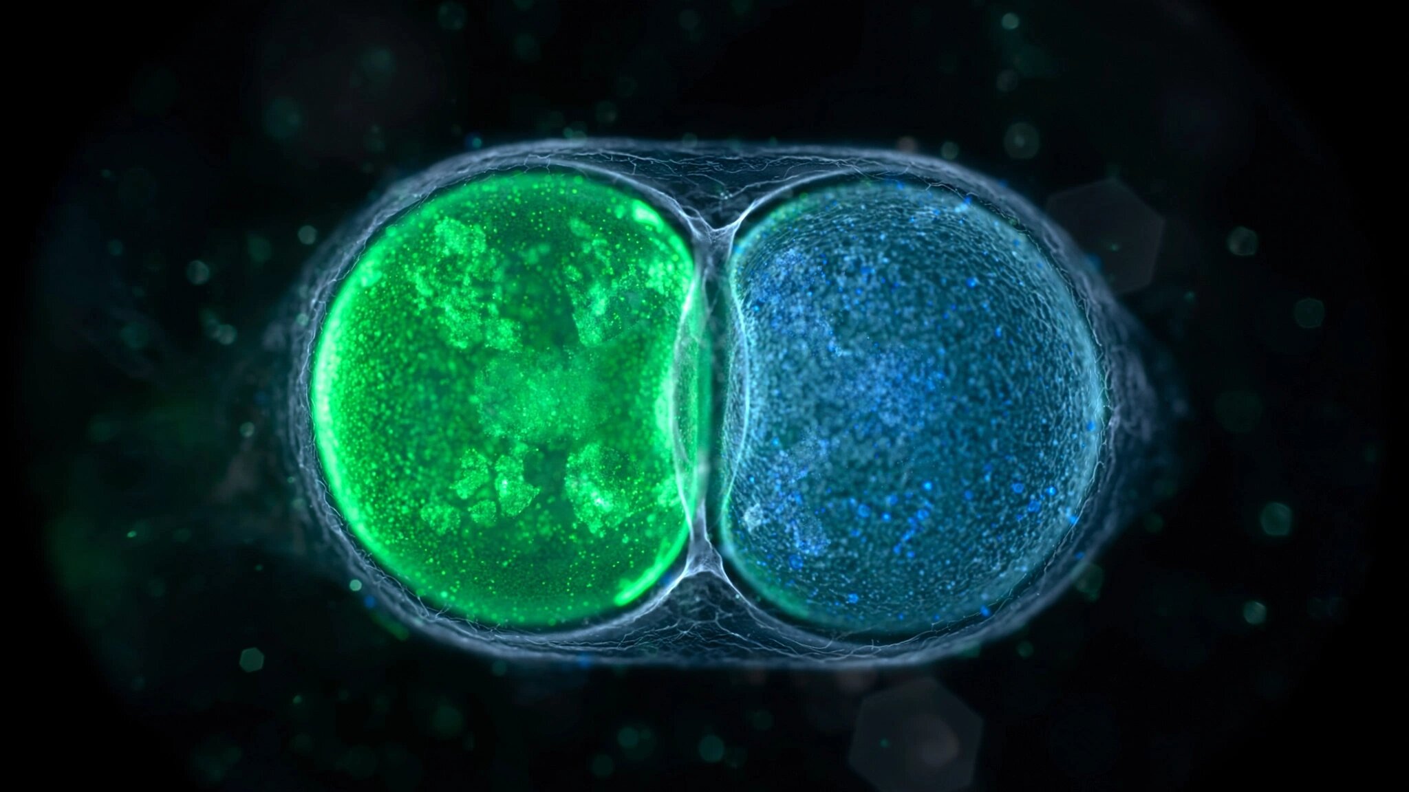 A conceptual illustration of early human embryo cells under microscopy with DNA base pairs highlighted