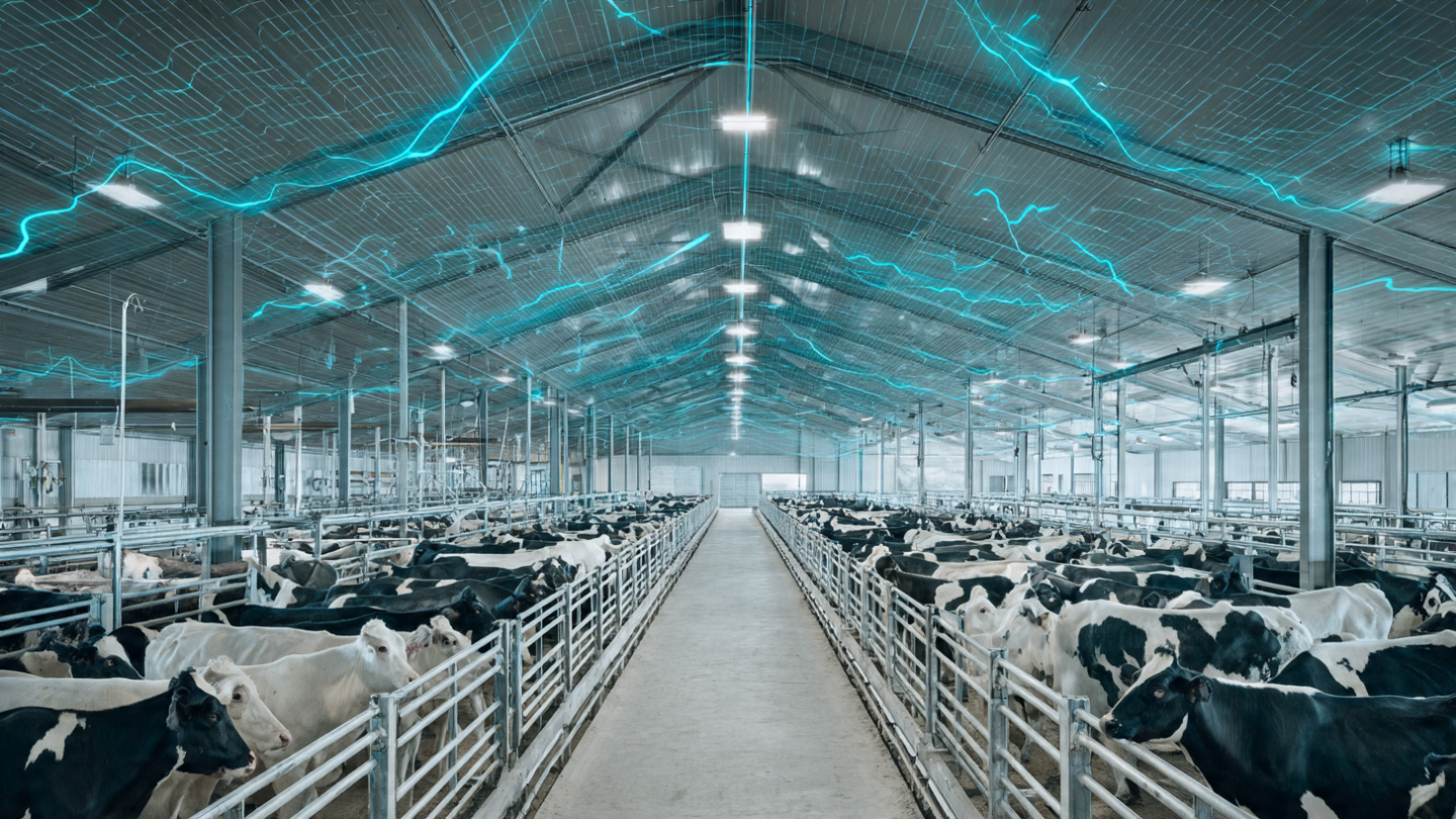 Ceiling-mounted millimeter-wave radar sensor pods in a dairy barn monitoring cattle vital signs with signal visualization overlay