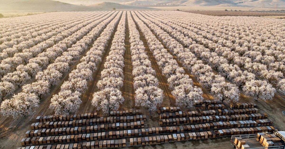Commercial beehives arranged in rows at the edge of a California almond orchard in bloom at sunrise